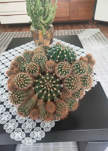 Koyu Kahverengi Taş Desenli Saksıda Kaktüs - Görsel 3