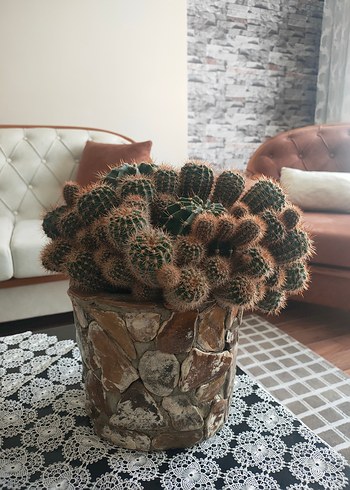 Koyu Kahverengi Taş Desenli Saksıda Kaktüs - Görsel 4