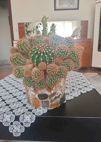 Koyu Kahverengi Taş Desenli Saksıda Kaktüs - Görsel 2