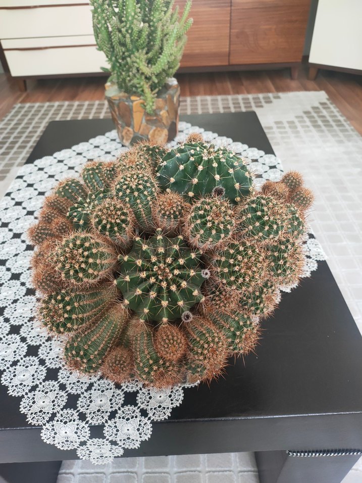 Koyu Kahverengi Taş Desenli Saksıda Kaktüs - Görsel 3