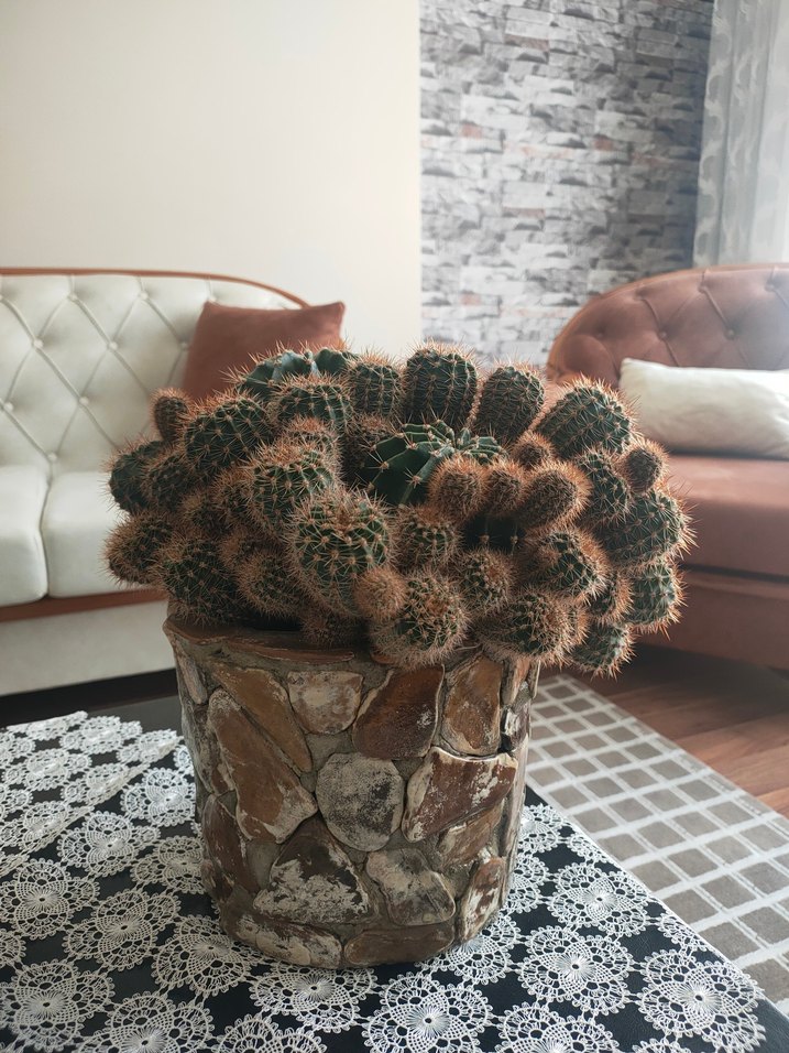 Koyu Kahverengi Taş Desenli Saksıda Kaktüs - Görsel 4