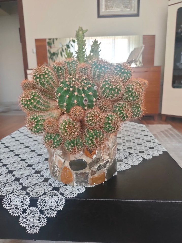 Koyu Kahverengi Taş Desenli Saksıda Kaktüs - Görsel 2