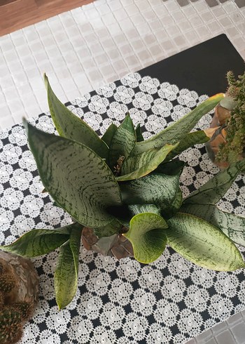 Kahverengi Taş Desenli Saksıda Yılan Bitkisi - Görsel 2