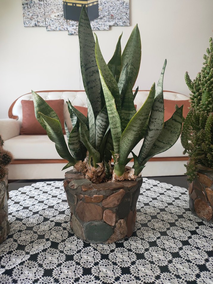 Kahverengi Taş Desenli Saksıda Yılan Bitkisi - Görsel 3