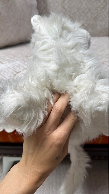 Beden Renk Peluş yumuş kedi