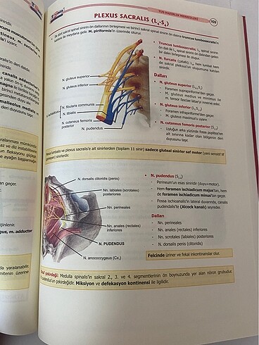 ANATOMİ KONU KİTABI - Görsel 2