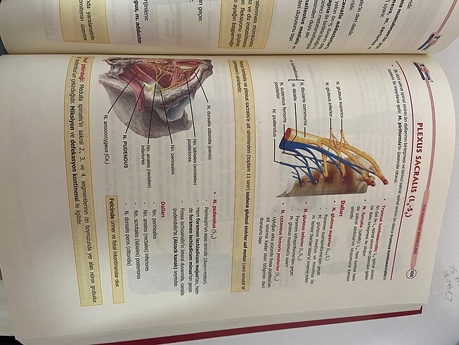 ANATOMİ KONU KİTABI - Görsel 6