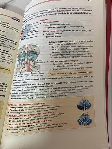 ANATOMİ KONU KİTABI - Görsel 4