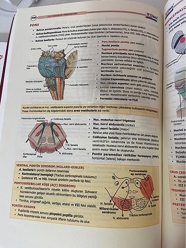 ANATOMİ KONU KİTABI - Görsel 3