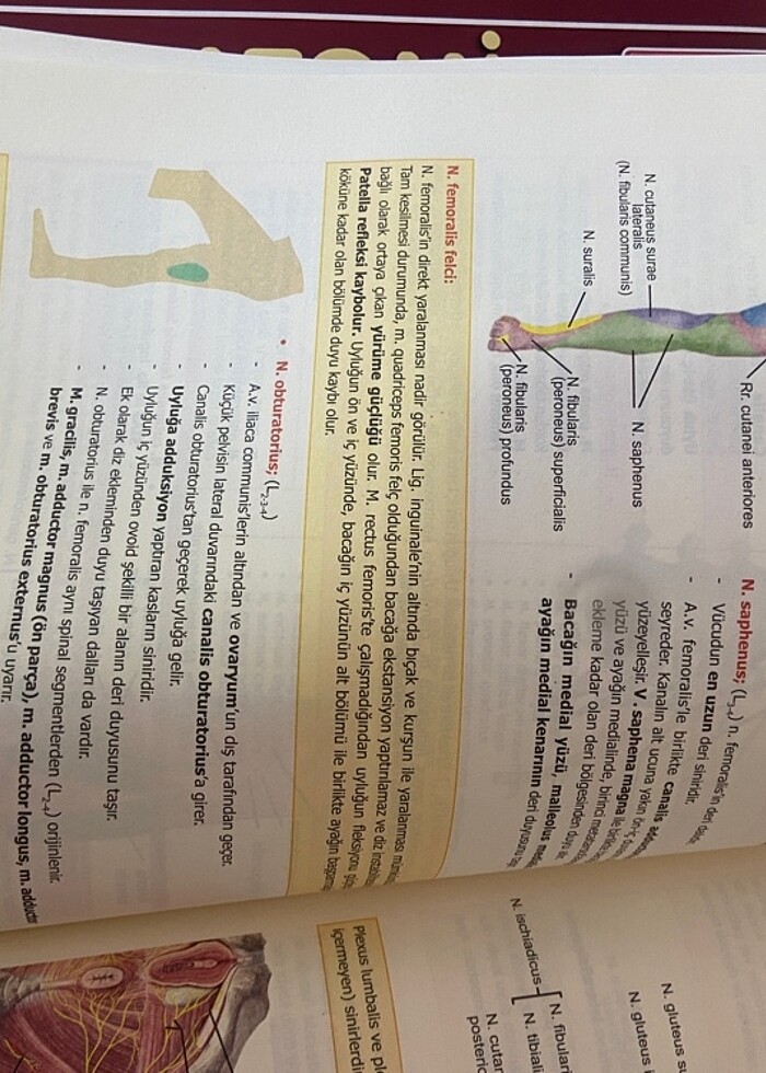 ANATOMİ KONU KİTABI - Görsel 5