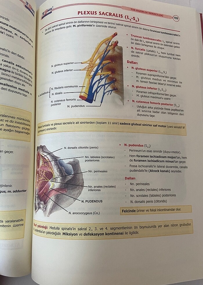 ANATOMİ KONU KİTABI - Görsel 2