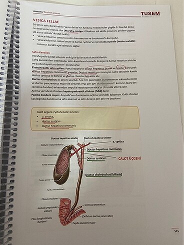 ANATOMİ KONU KİTABI - Görsel 7