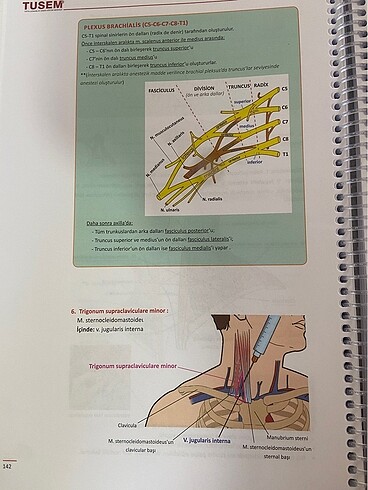 ANATOMİ KONU KİTABI - Görsel 8