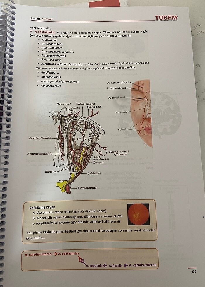ANATOMİ KONU KİTABI - Görsel 4