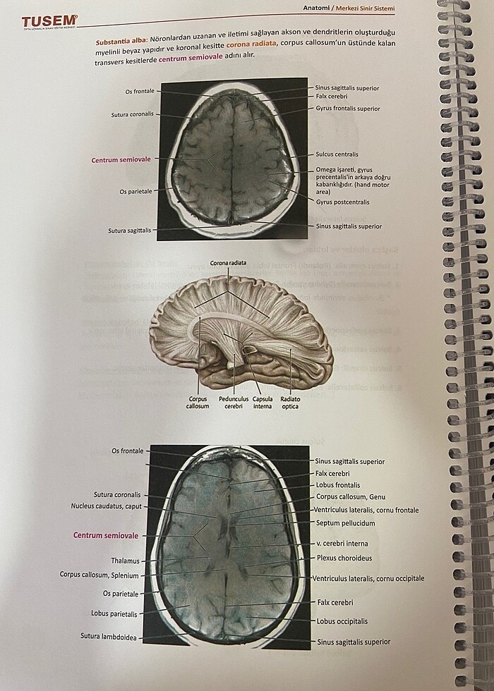 ANATOMİ KONU KİTABI - Görsel 5