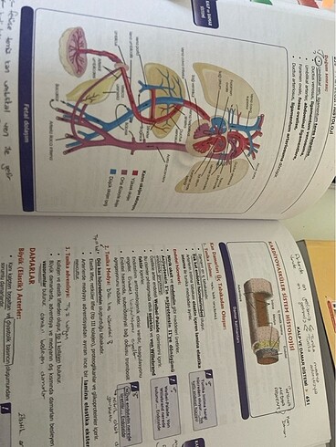 PROSPEKTUS FİZYOLOJİ - Görsel 5
