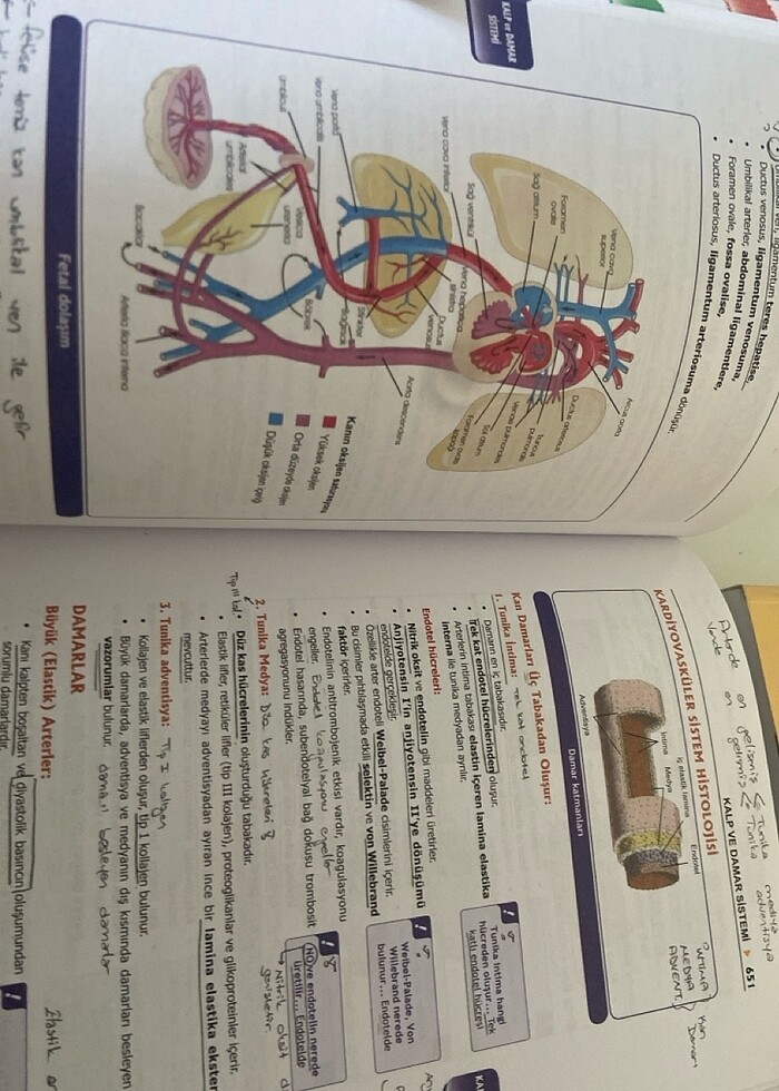 PROSPEKTUS FİZYOLOJİ - Görsel 5