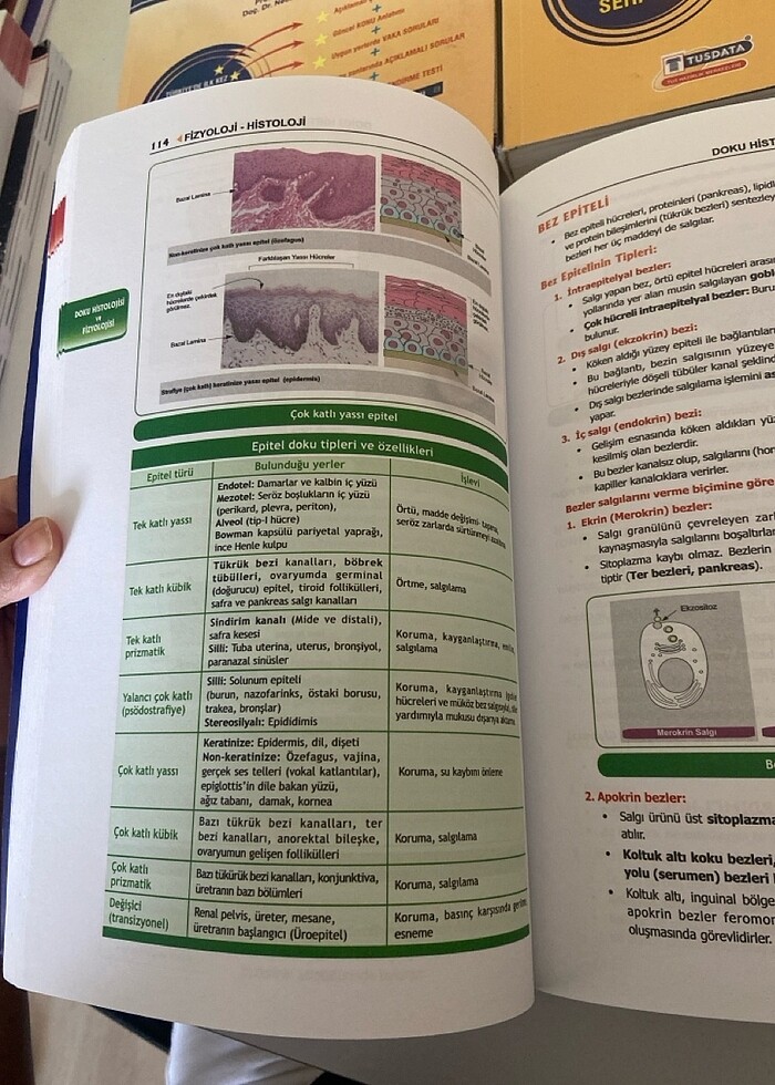 PROSPEKTUS FİZYOLOJİ - Görsel 3