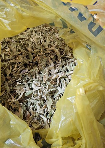 kuru yeşil fasülye - Görsel 3