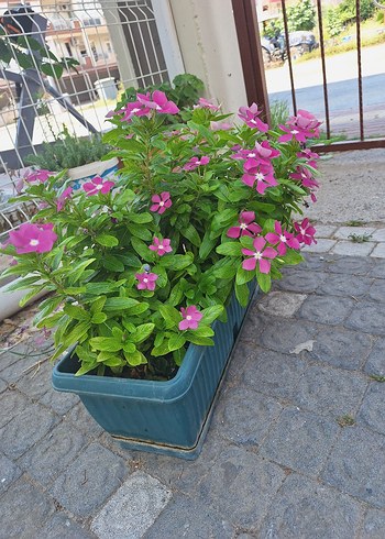 Diğer Canlı Pembe Çiçekli Bahçe Bitkisi