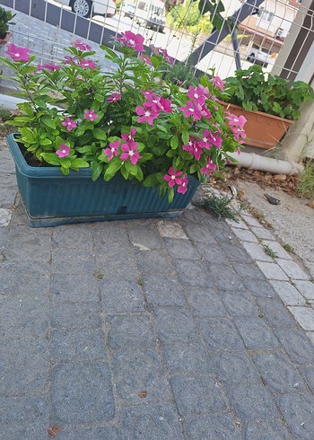 Beden Canlı Pembe Çiçekli Bahçe Bitkisi