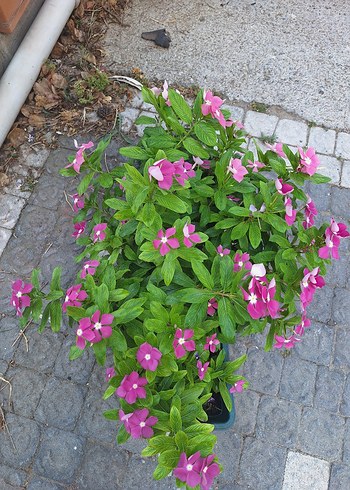 Beden pembe Renk Canlı Pembe Çiçekli Bahçe Bitkisi