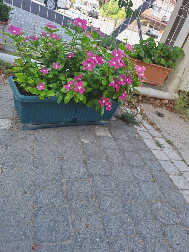 Canlı Pembe Çiçekli Bahçe Bitkisi - Görsel 3