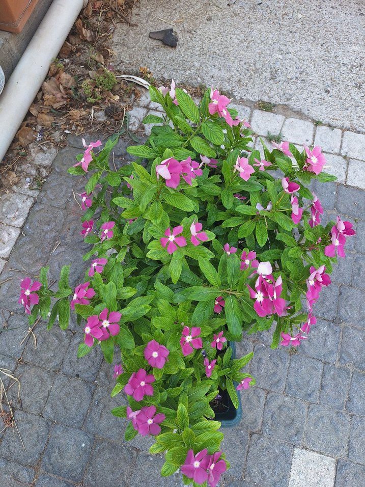 Canlı Pembe Çiçekli Bahçe Bitkisi - Görsel 4