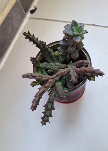 Bordo Renkli Çiçekli Sukulent - Görsel 5