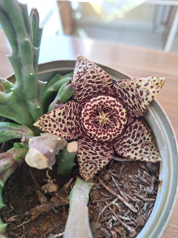 Bordo Renkli Çiçekli Sukulent - Görsel 2