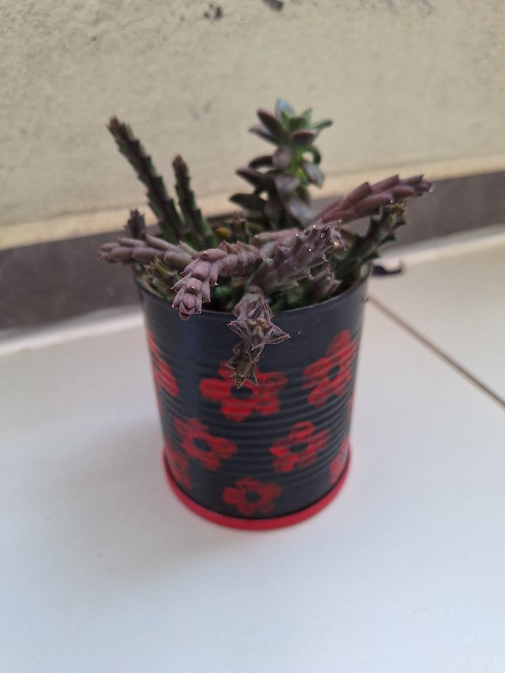 Bordo Renkli Çiçekli Sukulent - Görsel 3