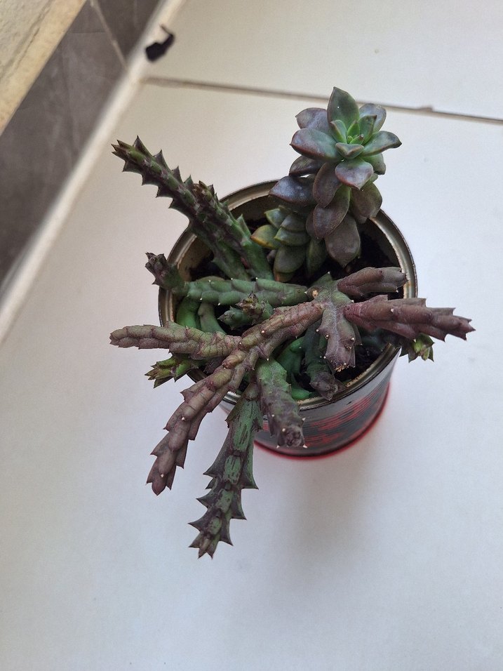 Bordo Renkli Çiçekli Sukulent - Görsel 5