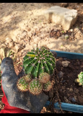 Soluk Pembe Çiçekli Kaktüs - Görsel 5