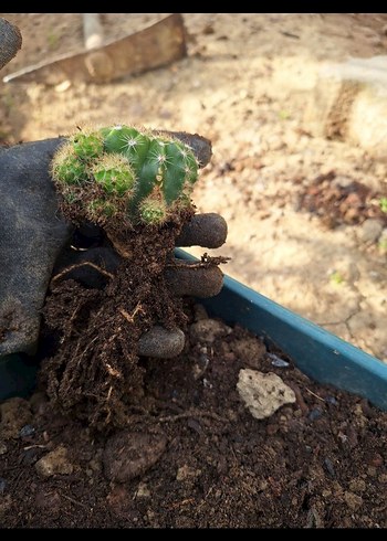 Soluk Pembe Çiçekli Kaktüs - Görsel 7