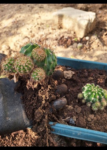 Soluk Pembe Çiçekli Kaktüs - Görsel 6