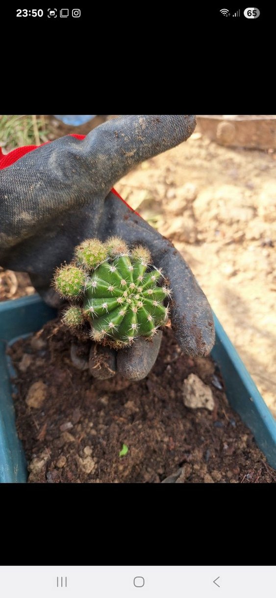 Soluk Pembe Çiçekli Kaktüs - Görsel 4