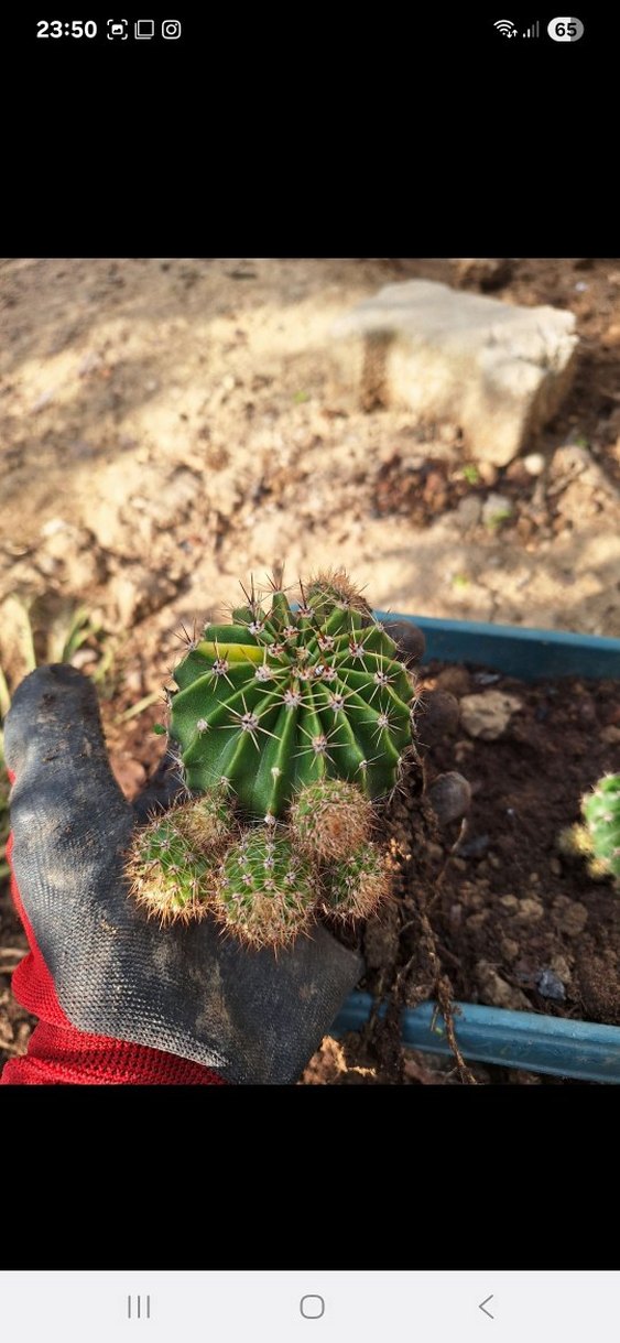 Soluk Pembe Çiçekli Kaktüs - Görsel 5