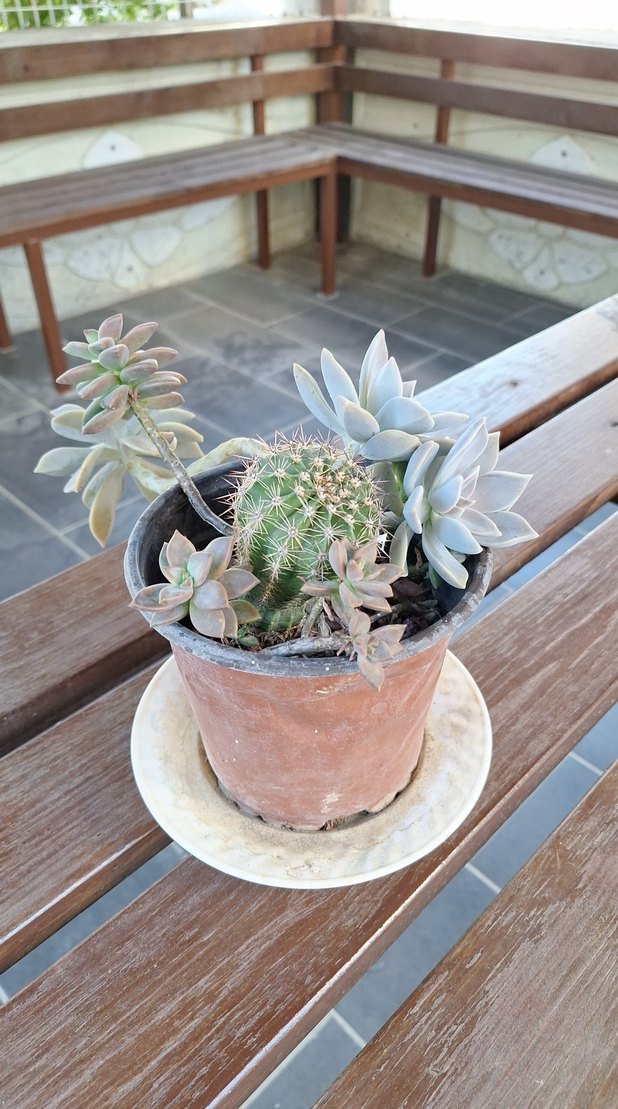 Beyaz Pastel Sukulent Saksısı - Görsel 4