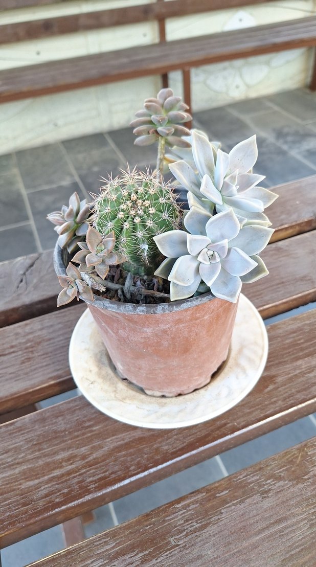 Beyaz Pastel Sukulent Saksısı - Görsel 5