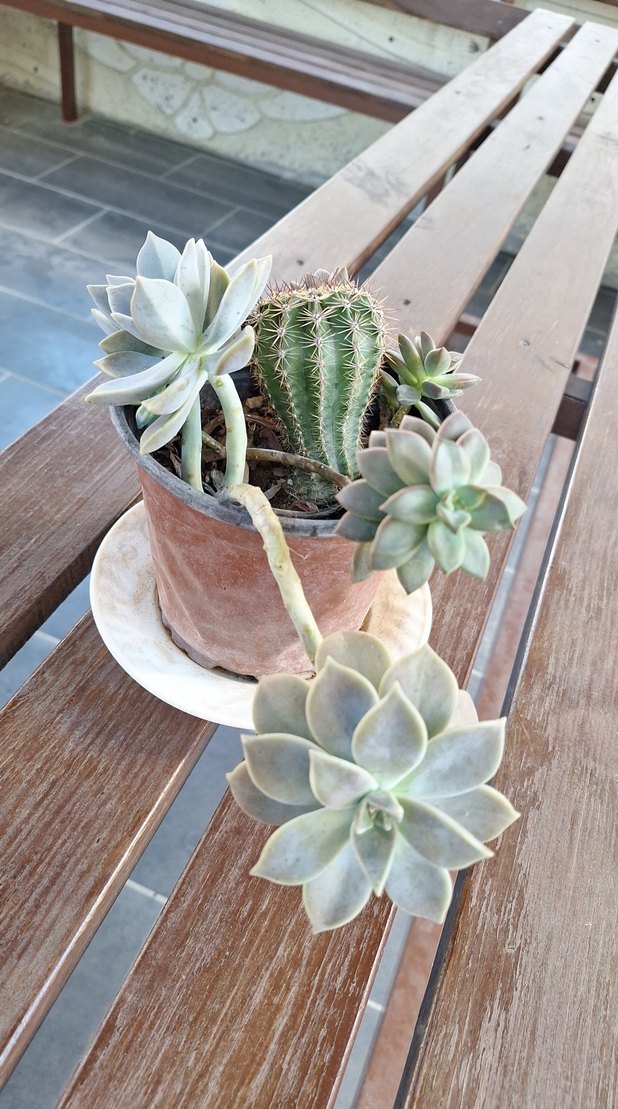 Beyaz Pastel Sukulent Saksısı - Görsel 2