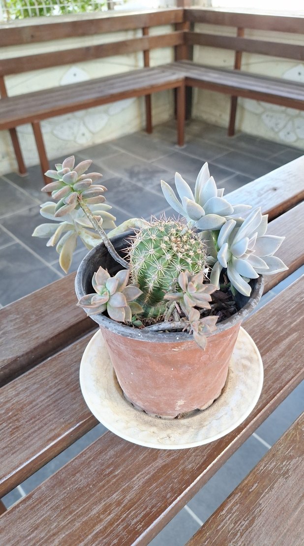 Beyaz Pastel Sukulent Saksısı - Görsel 3