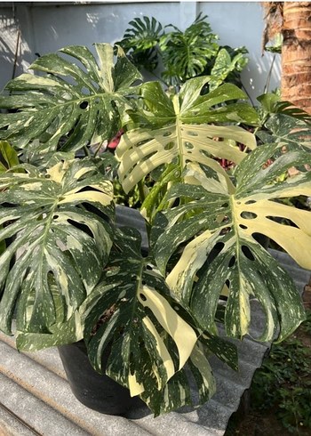 Monstera Thai Constellation hava köklü Ara Çelik