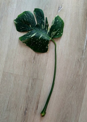 Beden Monstera Thai Constellation hava köklü Ara Çelik