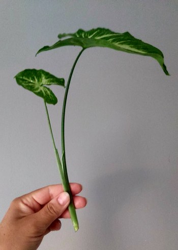 American Vintage Syngonium Podophyllum Çelikler Büyük 200tl küçük 100tl (İriForm)