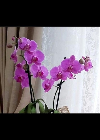 Violet Queen Phal Orkide