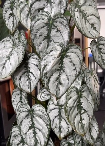 Philodendron Brandtianum Çelik