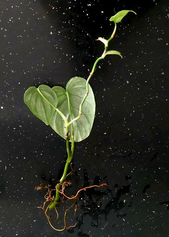 Karaca Philodendron Brandtianum Çelik