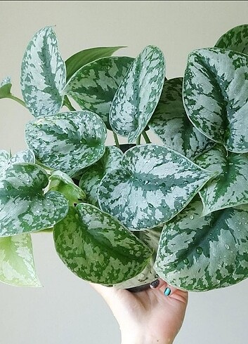 Scindapsus Pictus Exotica Saten Sarmaşık