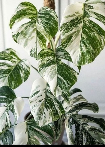 ALBO MONSTERA VARİEGATA 7 YAPRAKLI FIDE