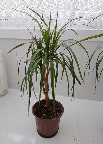 Dracene margirata ağacı 